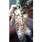 Отдам котят Севастополь