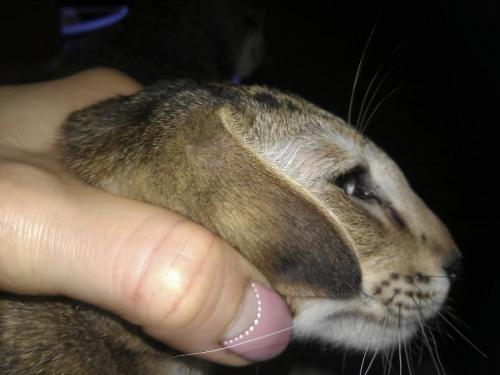 Ориентальная кошка из питомника Nurul-Ain в разведение