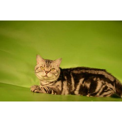 Коты ждут кошечек на вязку