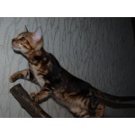 ПРОДАМ БЕНГАЛЬСКИХ КОТЯТ