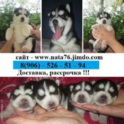 Щенки сибирской хаски продаются