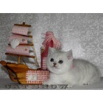 Серебристые шиншиллы
