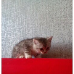 Котята девочки и мальчики