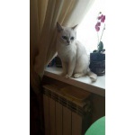 котята бурмиллы