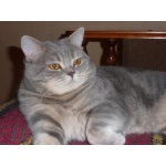 Шотландский прямоухий кот для вязки
