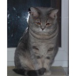 Шотландский прямоухий кот для вязки