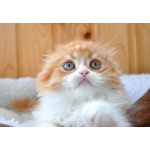 шотландские котята из питомника
