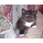Котенок девочка черняво-беленькая 2 месяца