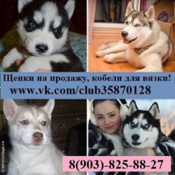 Хаски чистокровные малыши