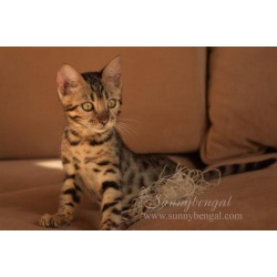 Бенгальские котята из питомника Sunnybengal