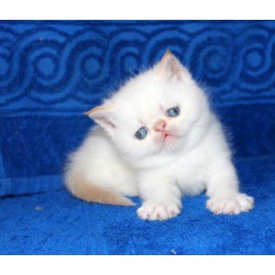 Экзотический котик колор поинт с голубыми глазами