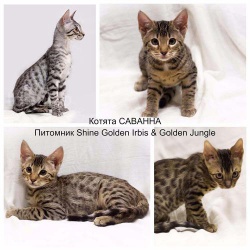 Котята Саванна