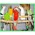 Волнистые попугаи, Неразлучники, Кореллы и др. птицы. Продаю крупные, средние, малые виды попугаев,