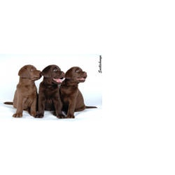 Лабрадор -ретривер коричневые щенки