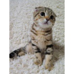 Котята шотландцы