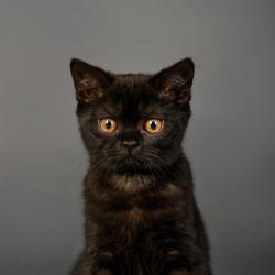 Предлагается черная кошка в любимцы