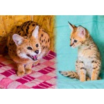 Котята Саванна ф1