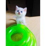 Голубоглазые плюшевые котята