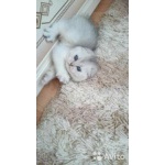Вязка с шотландским вислоухим котом