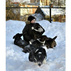 Щенки Корги кардиган