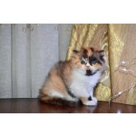 Котята шотландские