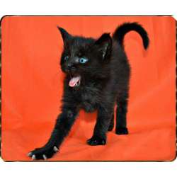 Чёрные котята мейн-кун