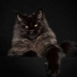 Чёрные котята мейн-кун.Питомник.