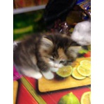 Котята от сиамской и метис сибирской
