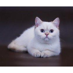 Британский котик - шиншилла-поинт с голубыми глазками