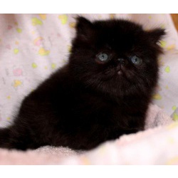 Персидский чёрный котик
