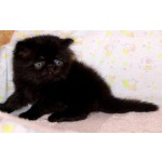 Персидский чёрный котик
