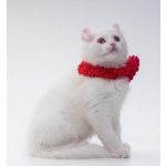 Котята породы американский керл