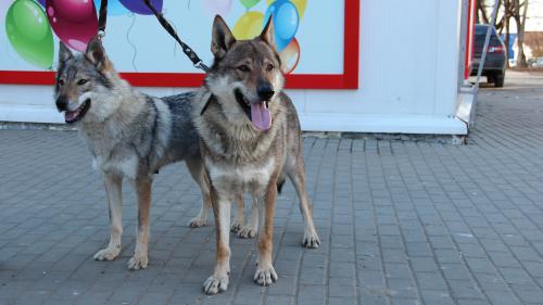 Чехословацкая волчья собака, щенки