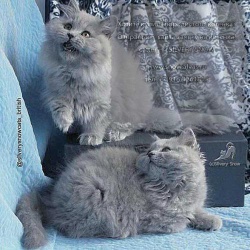 Чистокровные голубые длинношерстные британские котята