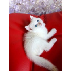 котенок с голубыми глазками