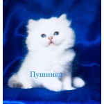 котенок ViP