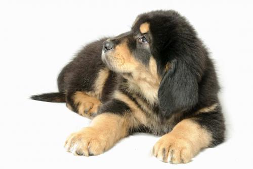 Щенки тибетского мастифа красивая и редкая порода собак для охраны