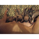 Очаровательные щенки родезийского риджбека