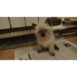 продам котят шотландской вислоухой