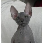 Котята - Донского Сфинкса