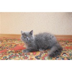 Британский котик, голубого окраса (Красноярск)