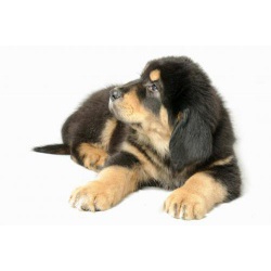 Щенки тибетского мастифа красивая и редкая порода собак для охраны