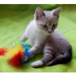 Котенок-девочка, метис тайской кошки ищет дом