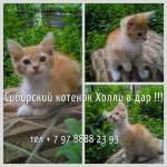 В ДАР ! Рыжий сибирский котенок Холли в самые надежные и любящие руки !!!