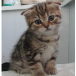 Котята шотландские