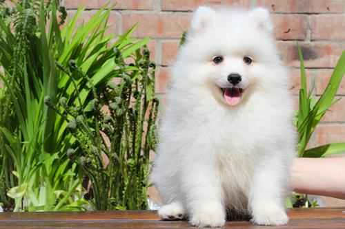 японский шпиц щенок сколько стоит в рублях
