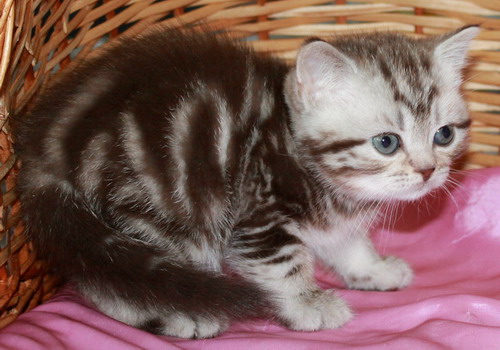 Британские котята шоколадный мрамор на серебре