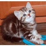Британские котята шоколадный мрамор на серебре