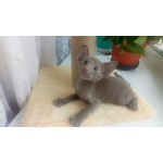 Породистые Ориенталы