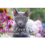 РУССКИЕ ГОЛУБЫЕ КОТЯТА от ЧЕМПИОНА МИРА WCF/ питомник SHEER LOVE/ Краснодар